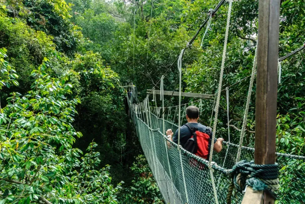 Canopy bridge in Taman Negara